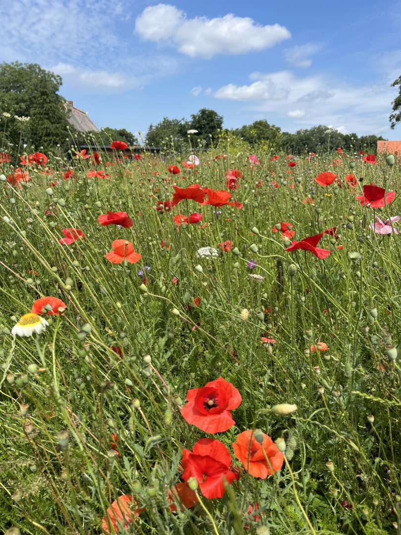 Mohnblumen