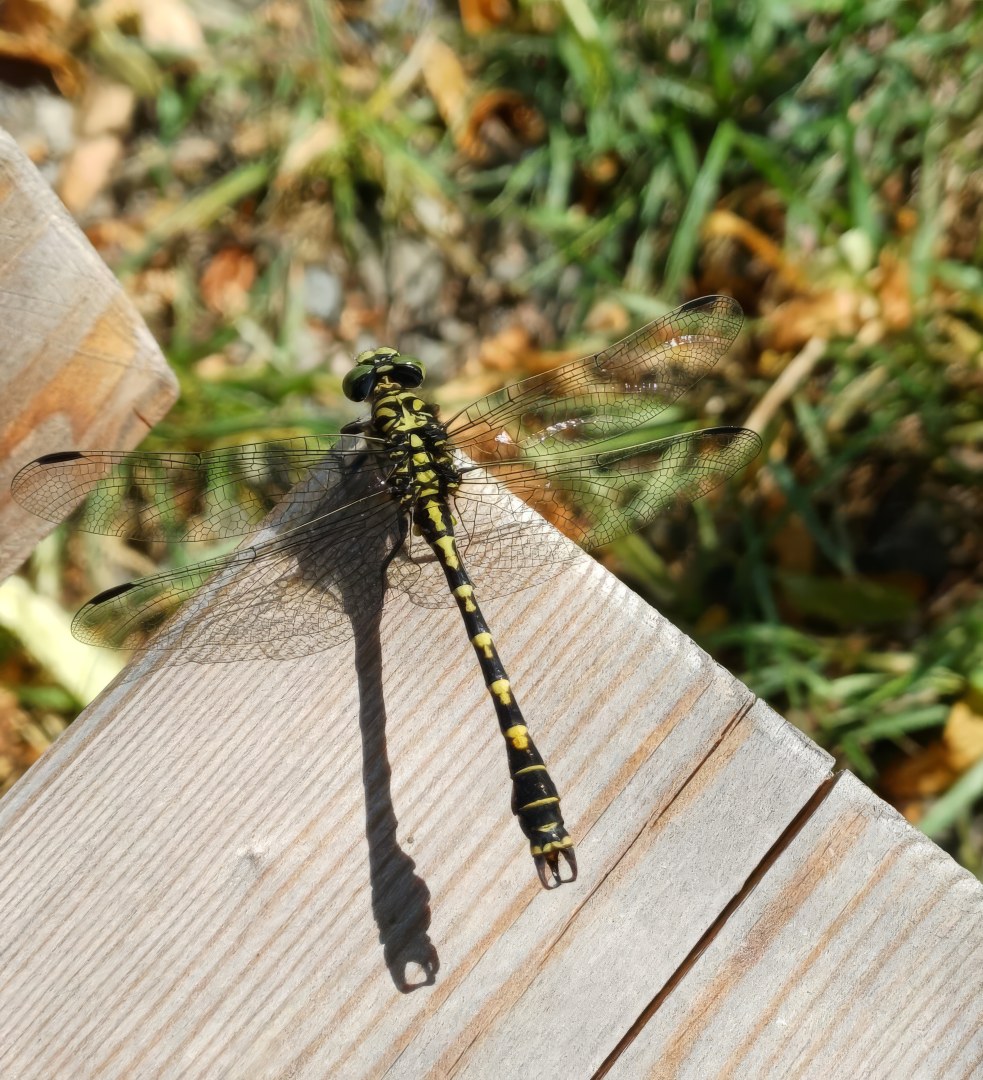 Die Natur schafft die beeindruckendsten Wunder ❤️ Manchmal landet eines davon vor deinen Füßen.