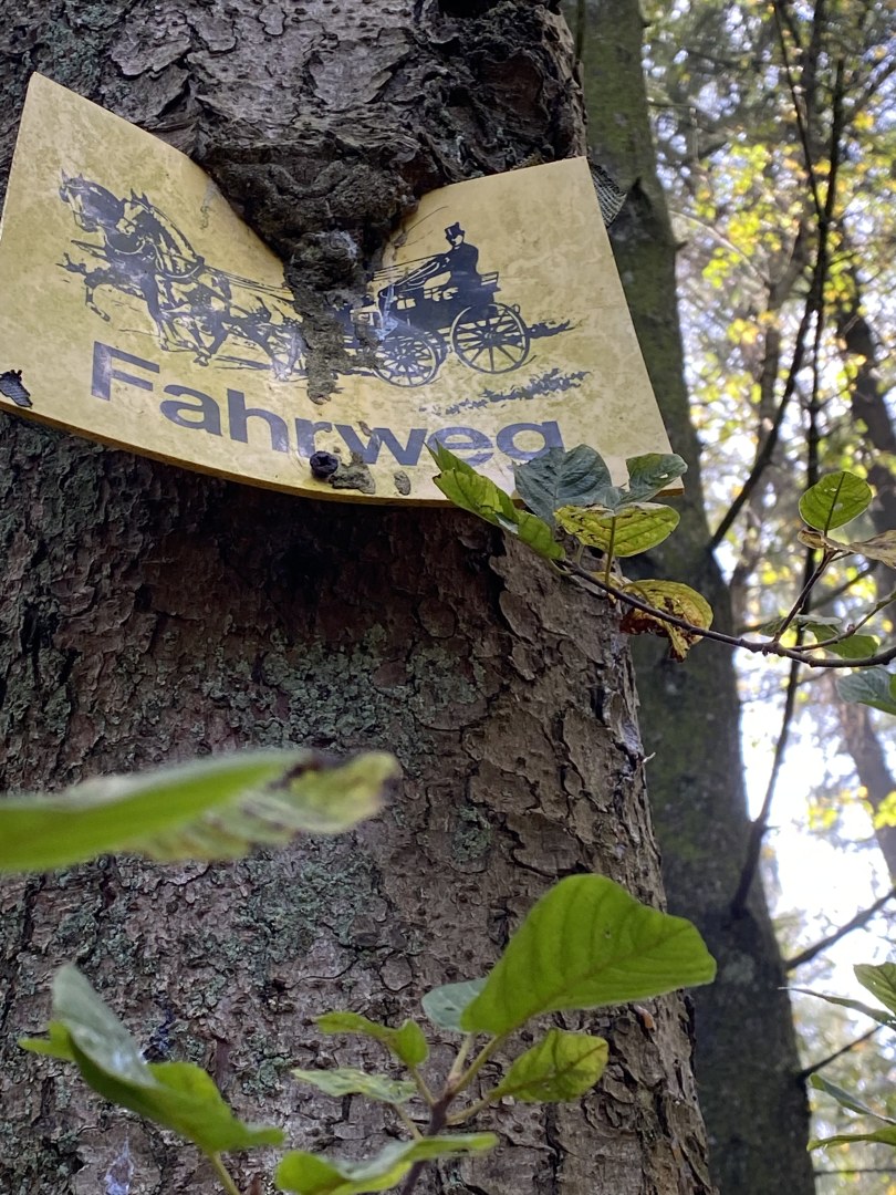 Wenn der Wald die Geschichte verschluckt
