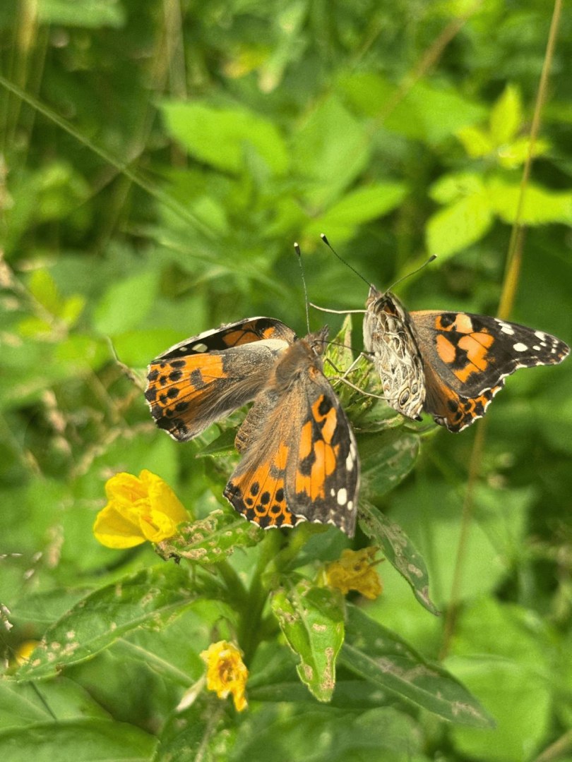 Natur Hautnahe