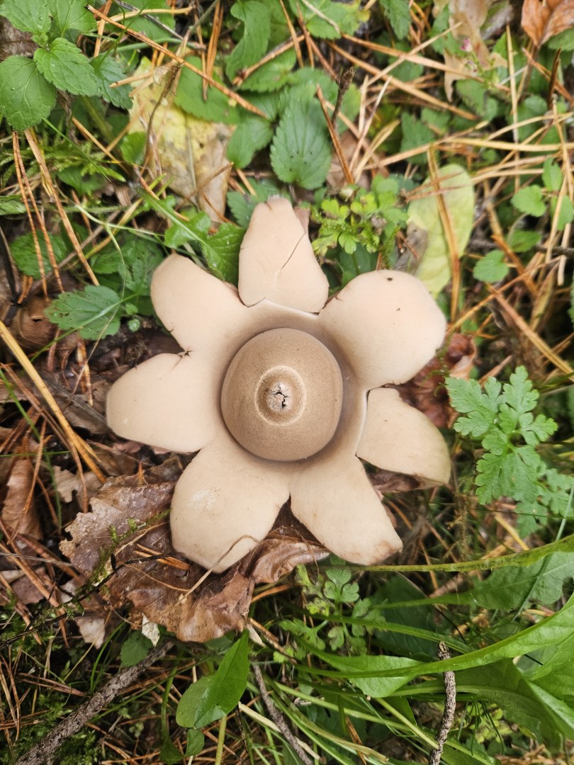 Erdsternchen