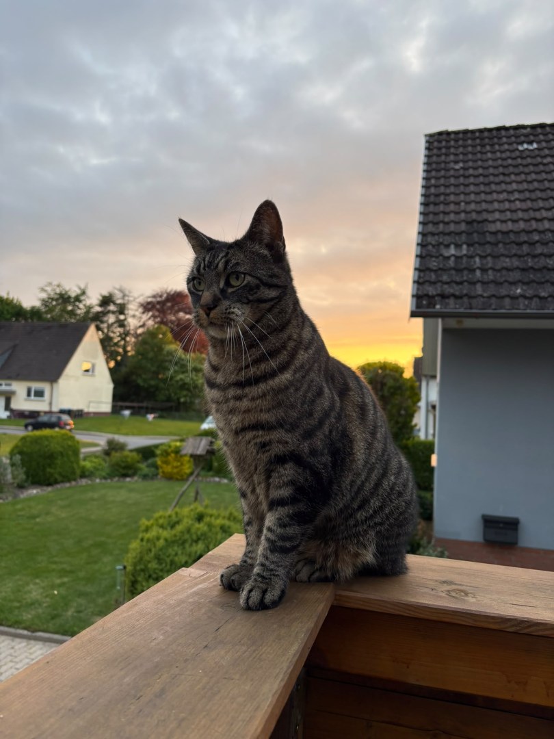 Gewinnerfoto: Der Wächter des Sonnenuntergangs