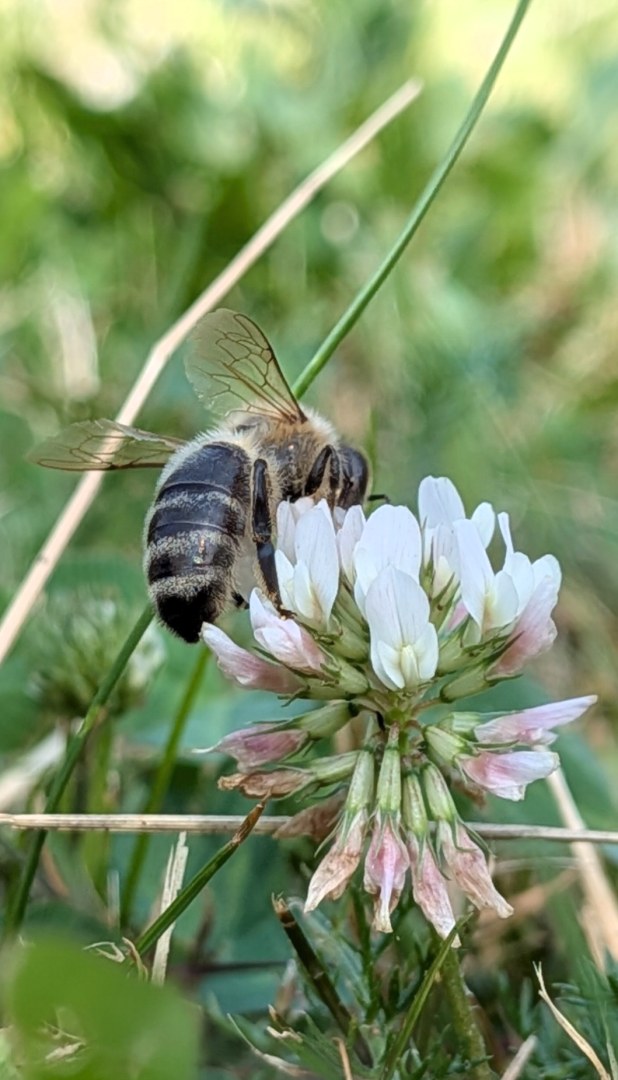 Klein, aber unverzichtbar, ein Wunder der Natur